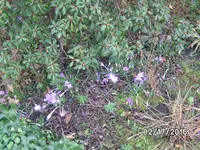 Krokusse (3).webp