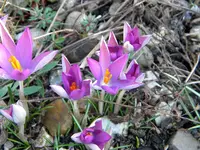 DSCN0033.webp