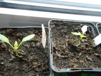 DSCN3550.webp