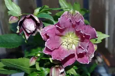 $_58.webp