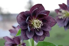 $_59.webp