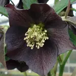 Hellebore-orientale-WB-Slaty-blue-691492-1.webp