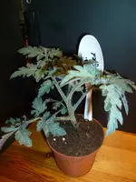 P1080520Resi Gold.webp