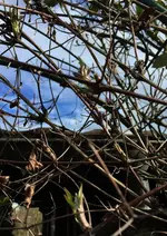 Clematis1.webp