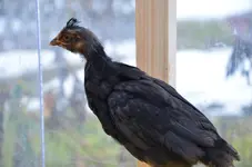 günter.webp