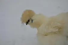 snowwhite2.jpg