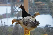 trio.webp