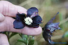 H.o.Dark Purple.webp