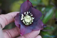 H.o.dkl.rot.webp