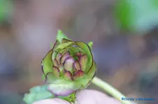 H.o.grün gefüllt m.rotem R..webp