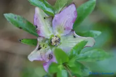 H.o.grün-rosa.webp
