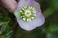 H.o.Rosa Mitte getupft.webp