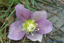 H.o.rosa stark getupft.webp