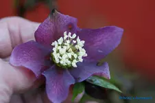 H.o.rot geadert.webp