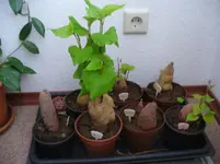 Treib 2016.jpg