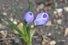 DSC_9452.webp