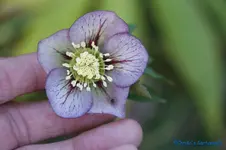 H.o.rosa Picotee.webp