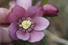 H.o.Anemone hellrot.webp