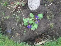 Blüte (2).webp