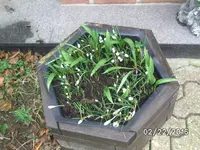 Blüte (5).webp