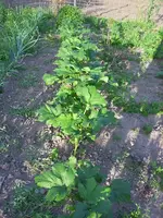 Okra 2009.webp