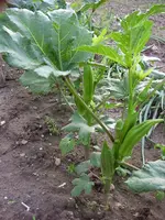 Okra 2008.webp