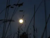 Vollmond, Febr. 2016 (3).webp