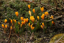 Krokus_gelb_orange_Farbkleks_640.webp