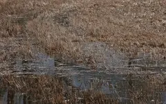 Feld überflutet_water_wet_nass_Frühling2_800.webp