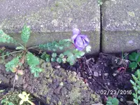 Blume.webp