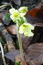 P1080574hohe Schlüsselblume.jpg
