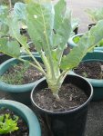 Kohlrabi.JPG