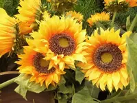Bilda061.webp