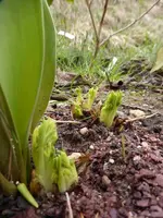 P1030660.webp