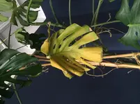 25februar_5.webp