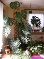 Monstera2.webp