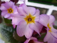 P1030825.webp