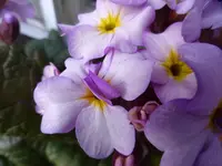 P1030936.webp