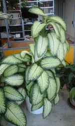 Dieffenbachia.webp