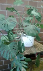 Monstera.webp