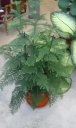 Zimmertanne.webp