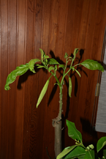 DSC_6555.webp