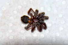 Spinnenmumie_0008.webp