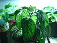 Sweet Cayenne.webp