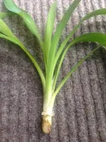 Yucca4.webp