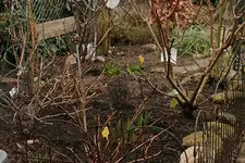 Hangbeet links von der Treppe_Frühjahrsputz1_700.JPG