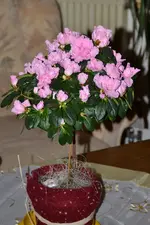 DSC_6802.webp