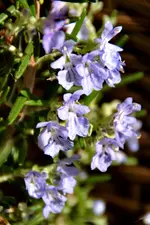 DSC_8899.webp