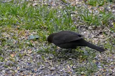 DSC_9135.webp