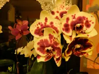 DSCN1970.webp